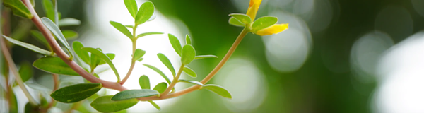 Chiến lược phát triển 3