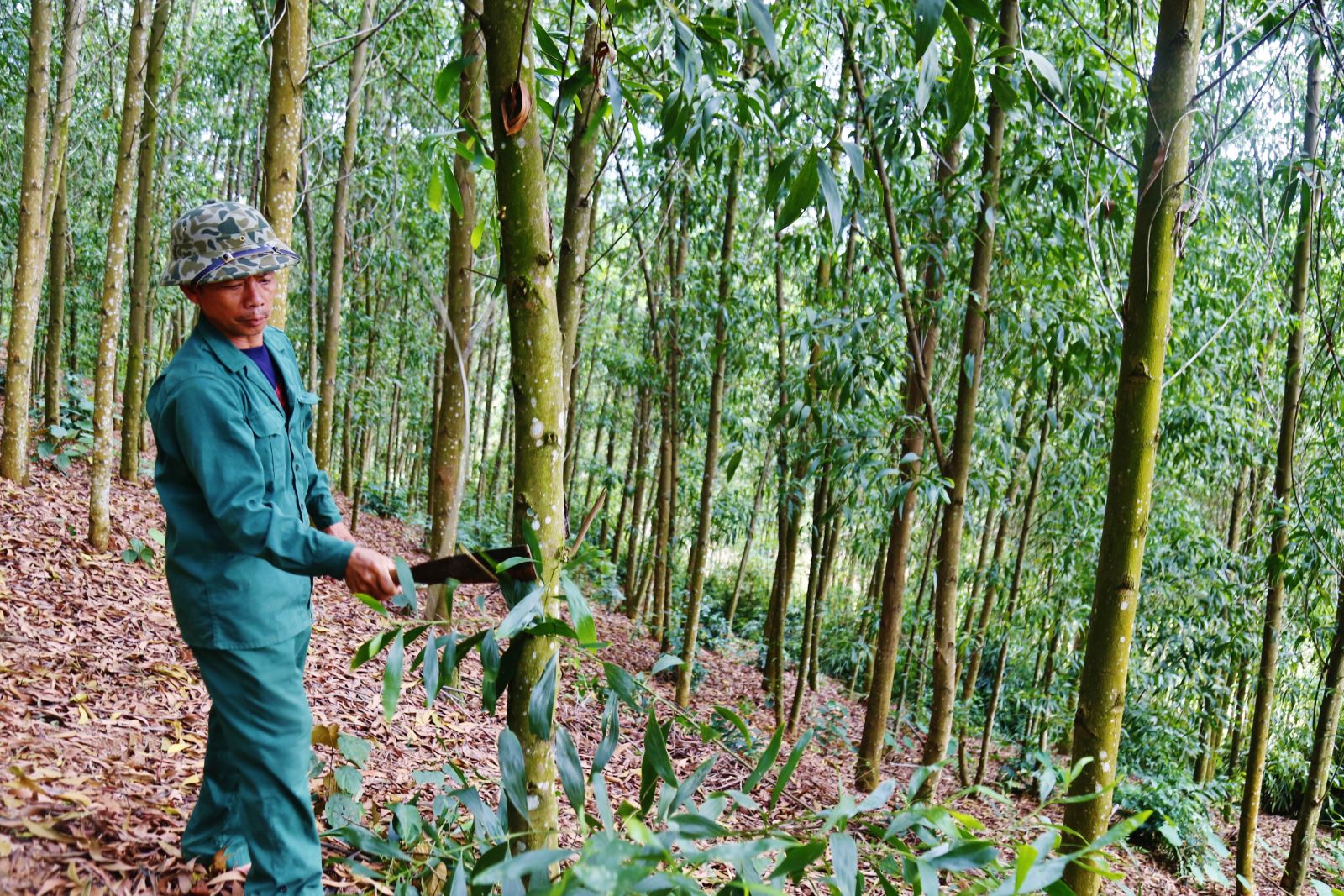 Kiến nghị tháo gỡ khó khăn về hoàn thuế VAT đối với gỗ rừng trồng